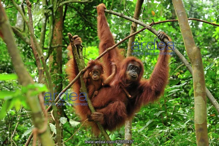 : Sumatran Orangutan - mother with baby : Sumatran Orangutan - mother with baby