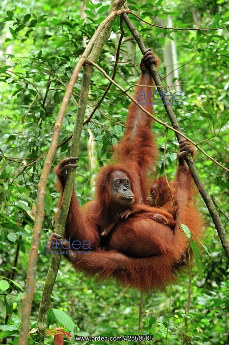: Sumatran Orangutan - mother with baby : Sumatran Orangutan - mother with baby