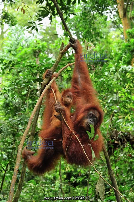  : Sumatran Orangutan - mother with baby