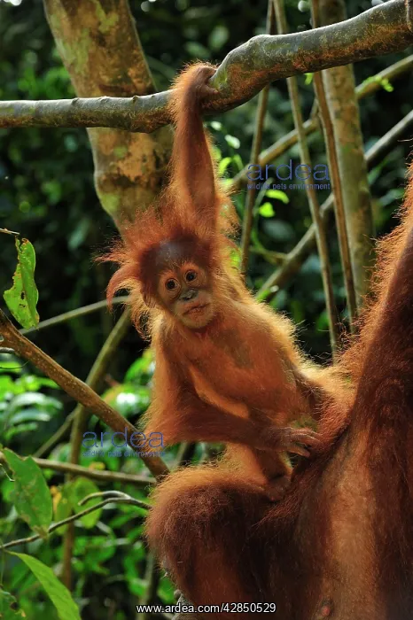 : Sumatran Orangutan - mother with baby : Sumatran Orangutan - mother with baby