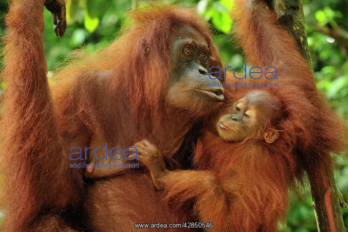 : Sumatran Orangutan - mother with baby : Sumatran Orangutan - mother with baby