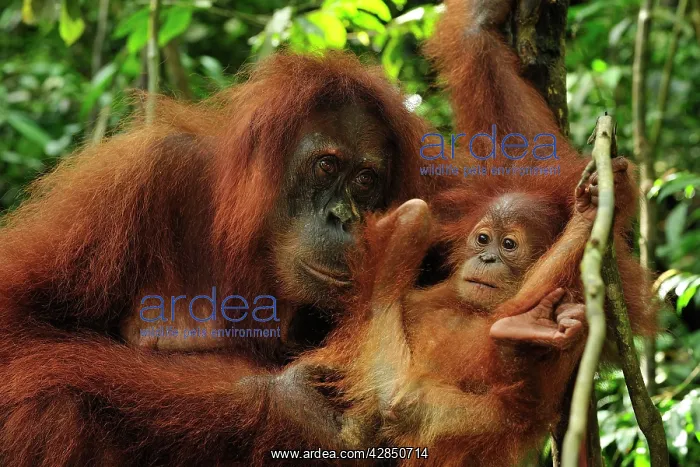 : Sumatran Orangutan - mother with baby : Sumatran Orangutan - mother with baby