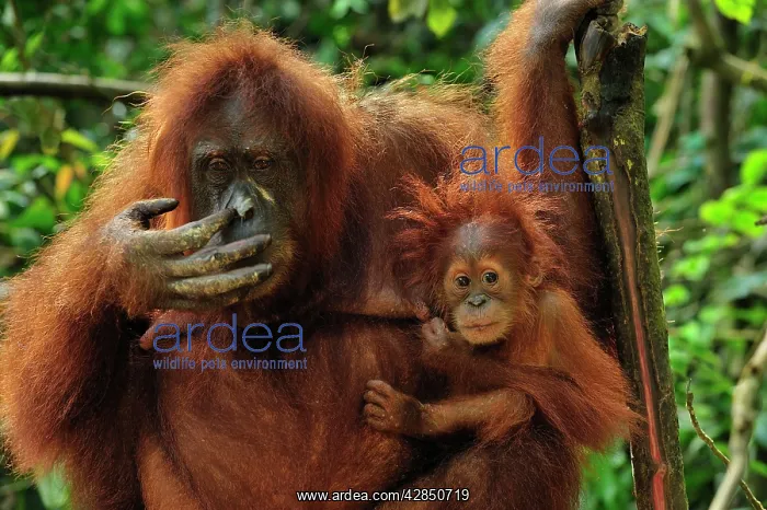 : Sumatran Orangutan - mother with baby : Sumatran Orangutan - mother with baby