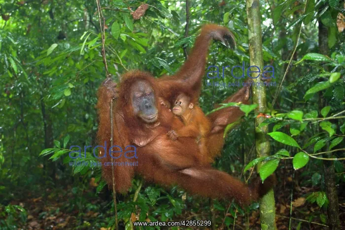 : Sumatran Orangutan - mother and baby : Sumatran Orangutan - mother and baby