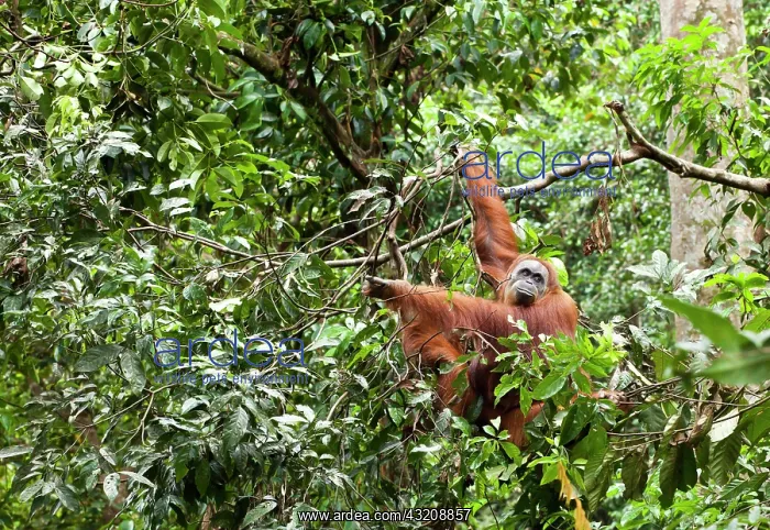 : Sumatran orangutan (Pongo abelii) in the rain forests : Sumatran orangutan (Pongo abelii) in the rain forests