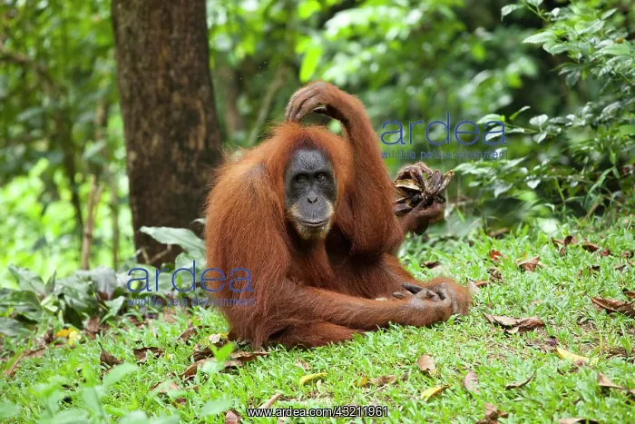 : Sumatran orangutan (Pongo abelii) in the rain forests : Sumatran orangutan (Pongo abelii) in the rain forests