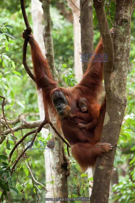 : Sumatran orangutan (Pongo abelii) with young, in : Sumatran orangutan (Pongo abelii) with young, in