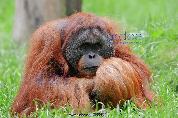  : Sumatran Orangutan (Pongo pygmaeus abelii, Pongo