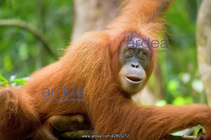 : Sumatran Orangutan - portrait of an adult lying : Sumatran Orangutan - portrait of an adult lying