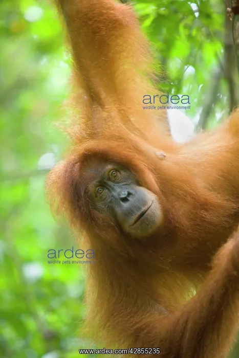 : Sumatran Orangutan - portrait of female : Sumatran Orangutan - portrait of female