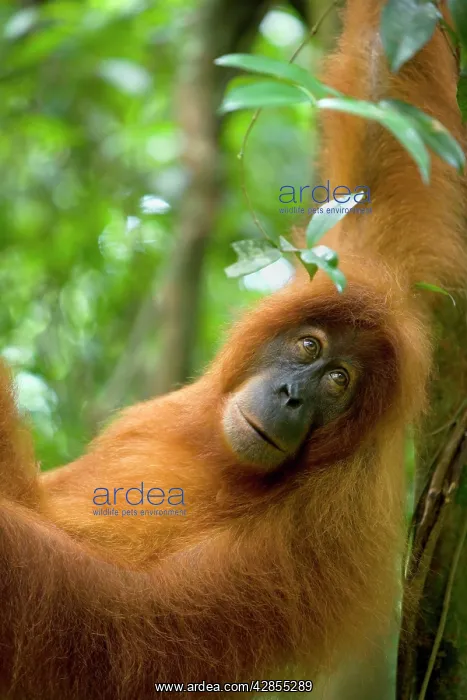 : Sumatran Orangutan - portrait of female : Sumatran Orangutan - portrait of female