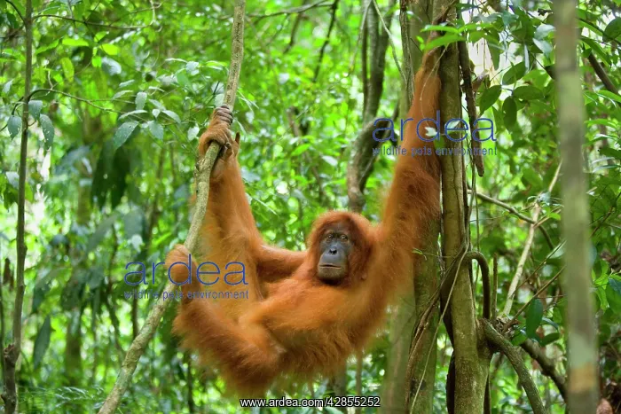 : Sumatran Orangutan - young female : Sumatran Orangutan - young female