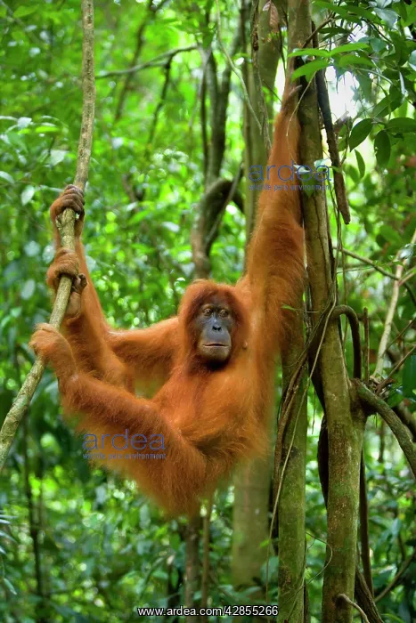 : Sumatran Orangutan - young female : Sumatran Orangutan - young female