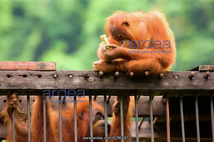 : Sumatran Orangutan - a young one is sitting on : Sumatran Orangutan - a young one is sitting on