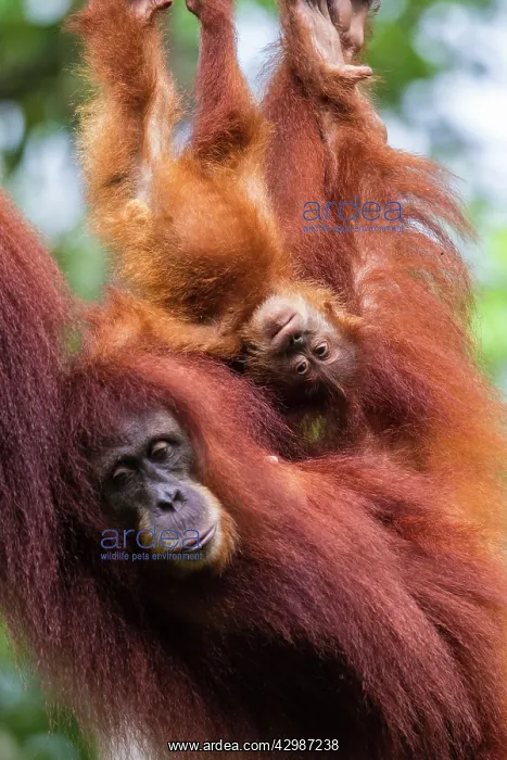 : Sumatran Oranutan. mother with young hanging : Sumatran Oranutan. mother with young hanging
