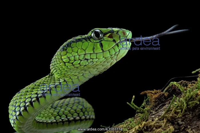 : Sumatran Pit Viper (Trimeresurus sumatranus), juvenile : Sumatran Pit Viper (Trimeresurus sumatranus), juvenile