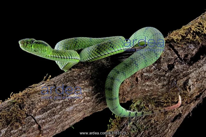 : Sumatran Pit Viper (Trimeresurus sumatranus), Juvenile : Sumatran Pit Viper (Trimeresurus sumatranus), Juvenile
