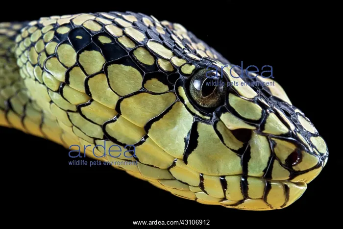 : Sumatran Pitviper (Trimeresurus sumatranus) Captive : Sumatran Pitviper (Trimeresurus sumatranus) Captive