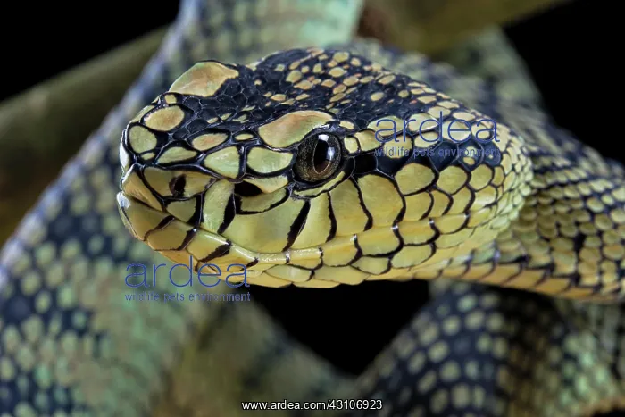 : Sumatran Pitviper (Trimeresurus sumatranus) Captive : Sumatran Pitviper (Trimeresurus sumatranus) Captive