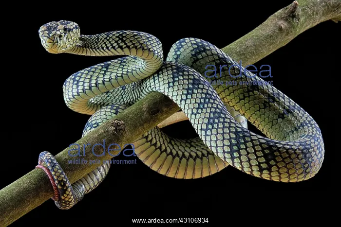 : Sumatran Pitviper (Trimeresurus sumatranus) Captive : Sumatran Pitviper (Trimeresurus sumatranus) Captive