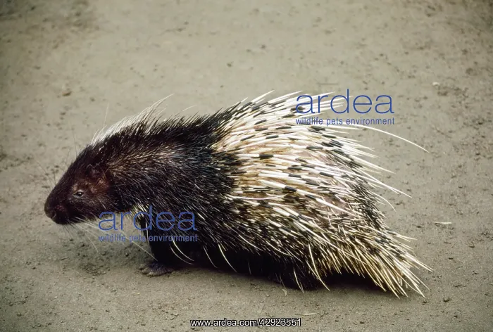 : SUMATRAN PORCUPINE : SUMATRAN PORCUPINE