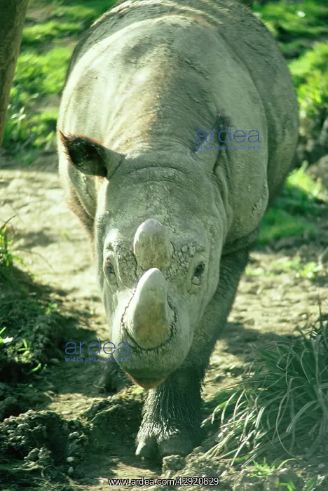 : SUMATRAN RHINO : SUMATRAN RHINO