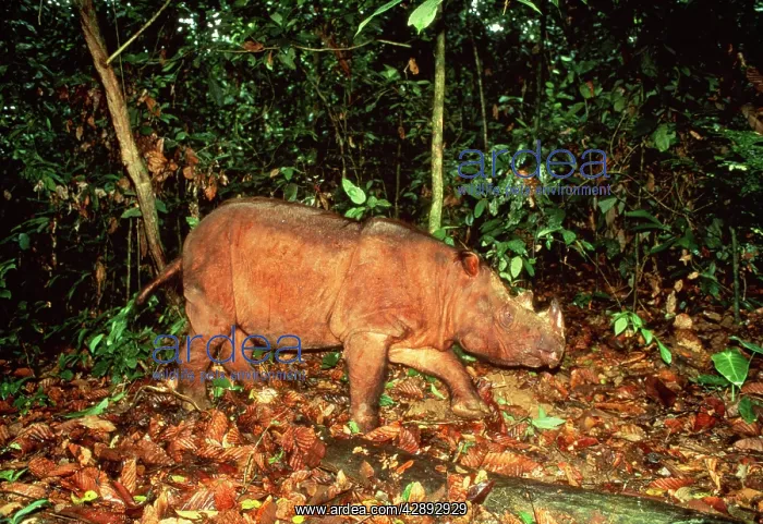 : Sumatran Rhinoceros : Sumatran Rhinoceros