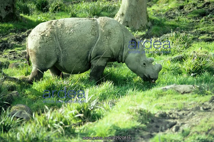 : SUMATRAN RHINOCEROS : SUMATRAN RHINOCEROS