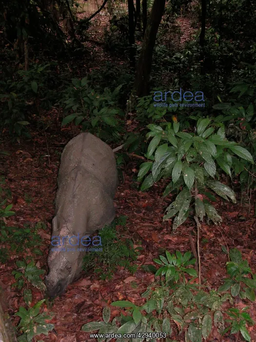 : Sumatran Rhinoceros : Sumatran Rhinoceros