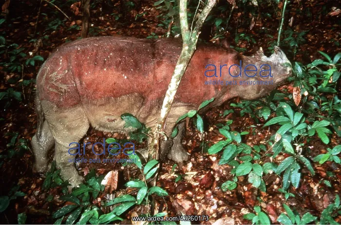: Sumatran Rhinoceros : Sumatran Rhinoceros
