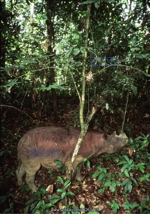 : Sumatran Rhinoceros : Sumatran Rhinoceros