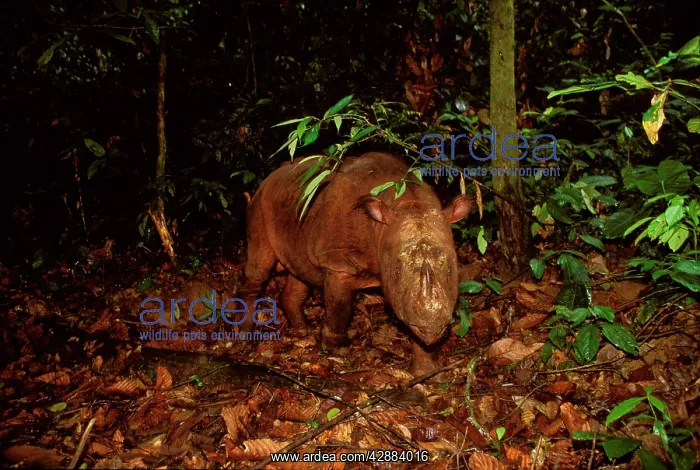 : Sumatran Rhinoceros / Asian two-horned Rhinoceros : Sumatran Rhinoceros / Asian two-horned Rhinoceros