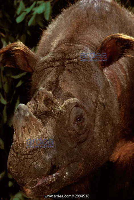 : Sumatran Rhinoceros / Asian two-horned rhinoceros : Sumatran Rhinoceros / Asian two-horned rhinoceros