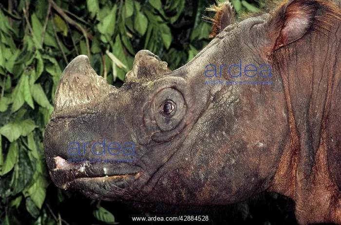 : Sumatran Rhinoceros / Asian two-horned rhinoceros : Sumatran Rhinoceros / Asian two-horned rhinoceros