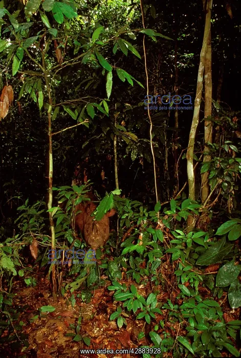 : Sumatran Rhinoceros - critically endangered species : Sumatran Rhinoceros - critically endangered species