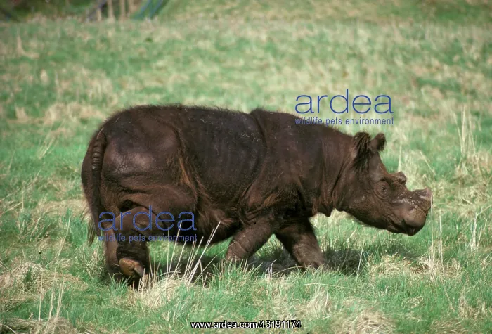 : Sumatran Rhinoceros (Dicerorhinus sumatrensis) : Sumatran Rhinoceros (Dicerorhinus sumatrensis)