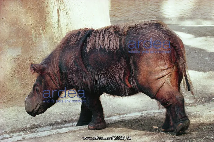 : Sumatran RHINOCEROS - Endangered : Sumatran RHINOCEROS - Endangered