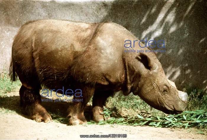: SUMATRAN RHINOCEROS - male : SUMATRAN RHINOCEROS - male
