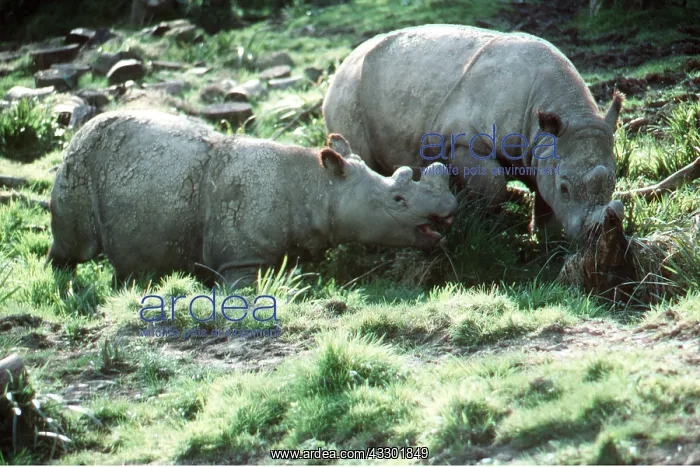 : SUMATRAN RHINOCEROS - x two : SUMATRAN RHINOCEROS - x two
