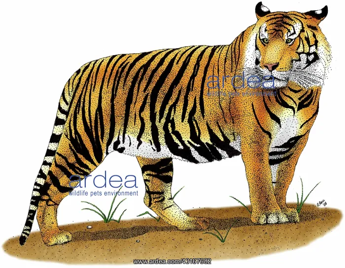 : Sumatran Tiger : Sumatran Tiger