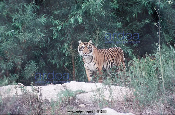  : Sumatran TIGER
