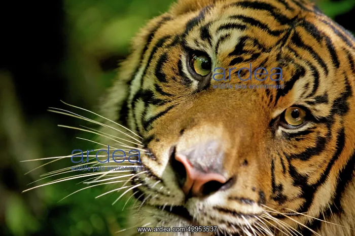 : Sumatran Tiger - close-up face : Sumatran Tiger - close-up face