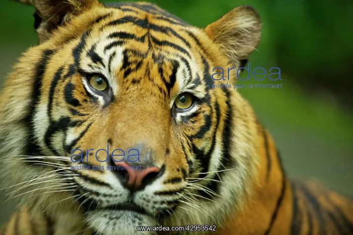 : Sumatran Tiger - close-up face : Sumatran Tiger - close-up face