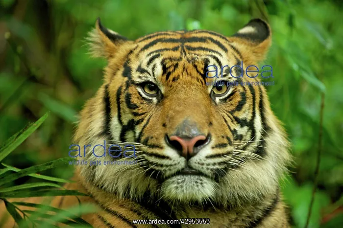 : Sumatran Tiger - close-up face : Sumatran Tiger - close-up face