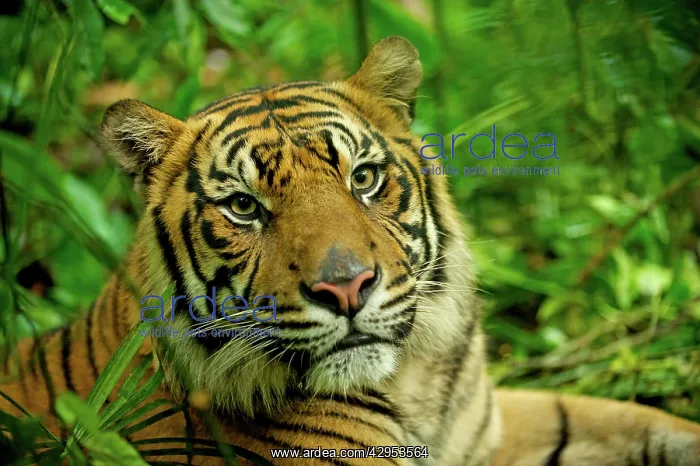 : Sumatran Tiger - close-up face : Sumatran Tiger - close-up face