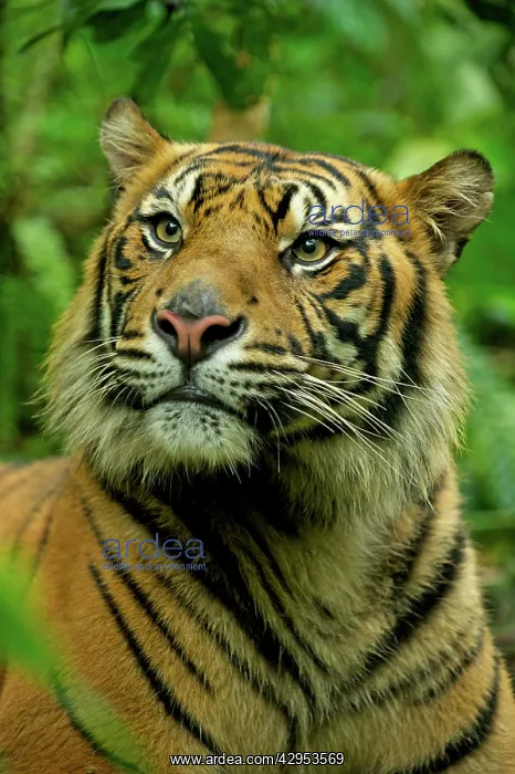 : Sumatran Tiger - close-up face : Sumatran Tiger - close-up face
