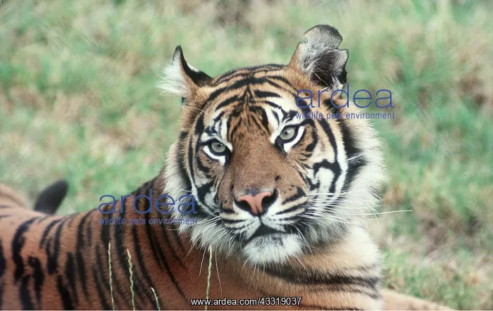 : Sumatran TIGER - close-up of face : Sumatran TIGER - close-up of face