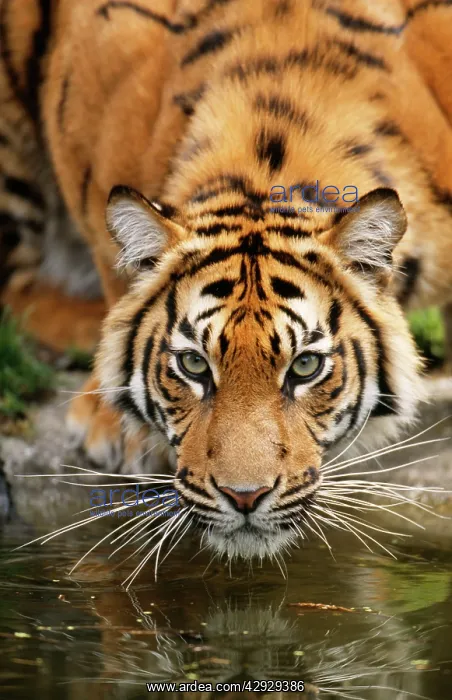 : Sumatran TIGER - close-up of face, drinking at water : Sumatran TIGER - close-up of face, drinking at water