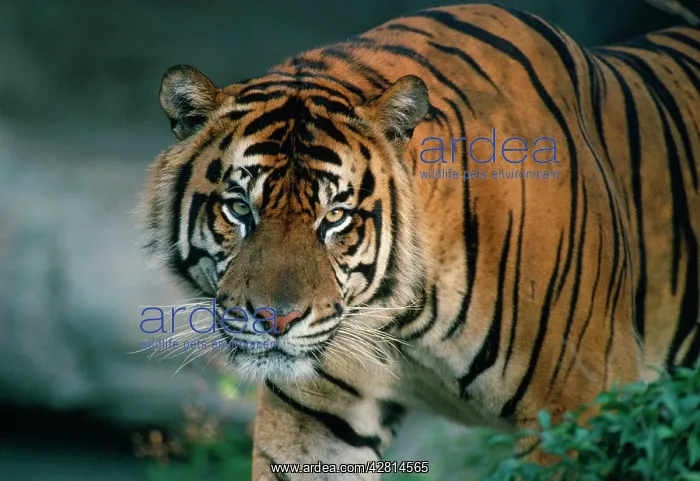 : Sumatran TIGER - close-up head : Sumatran TIGER - close-up head