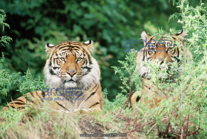 : Sumatran Tiger - Endangered : Sumatran Tiger - Endangered